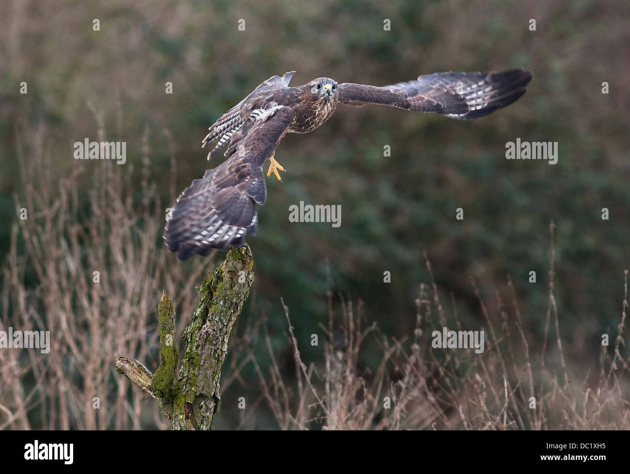 En vol Buzzard Banque D'Images