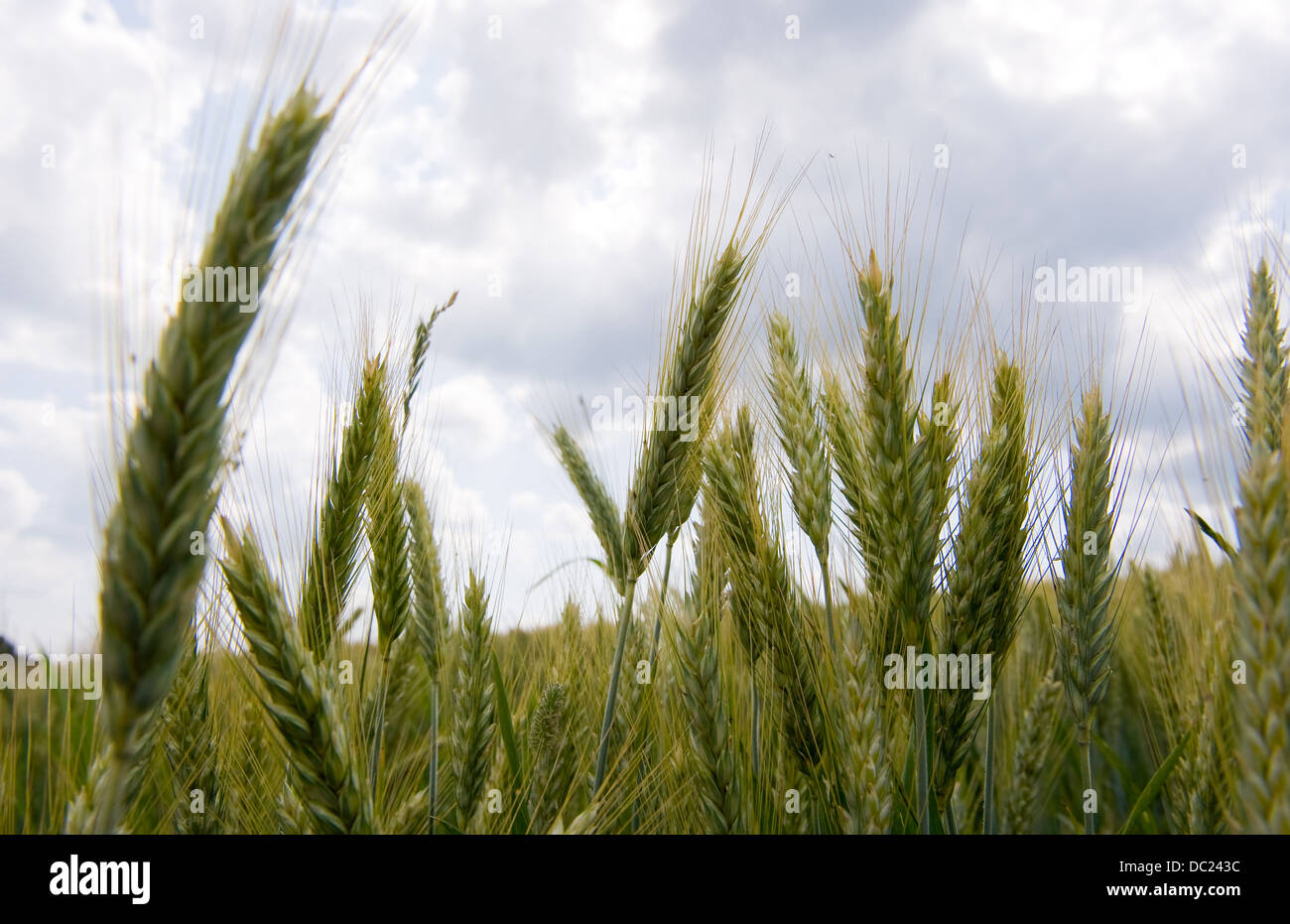 Sur un champ de blé en Allemagne Banque D'Images