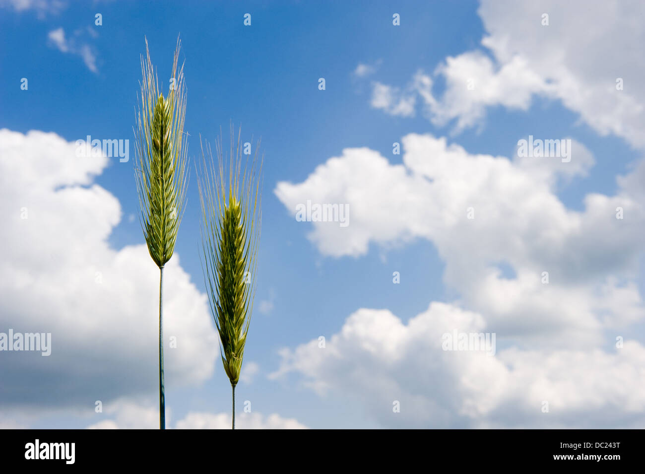 Sur un champ de blé en Allemagne Banque D'Images