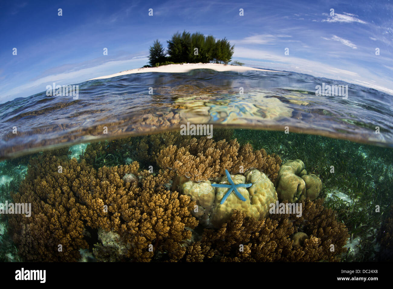 Seastar bleu sur les récifs coralliens, Linckia laevigata, Raja Ampat, Papouasie occidentale, en Indonésie Banque D'Images