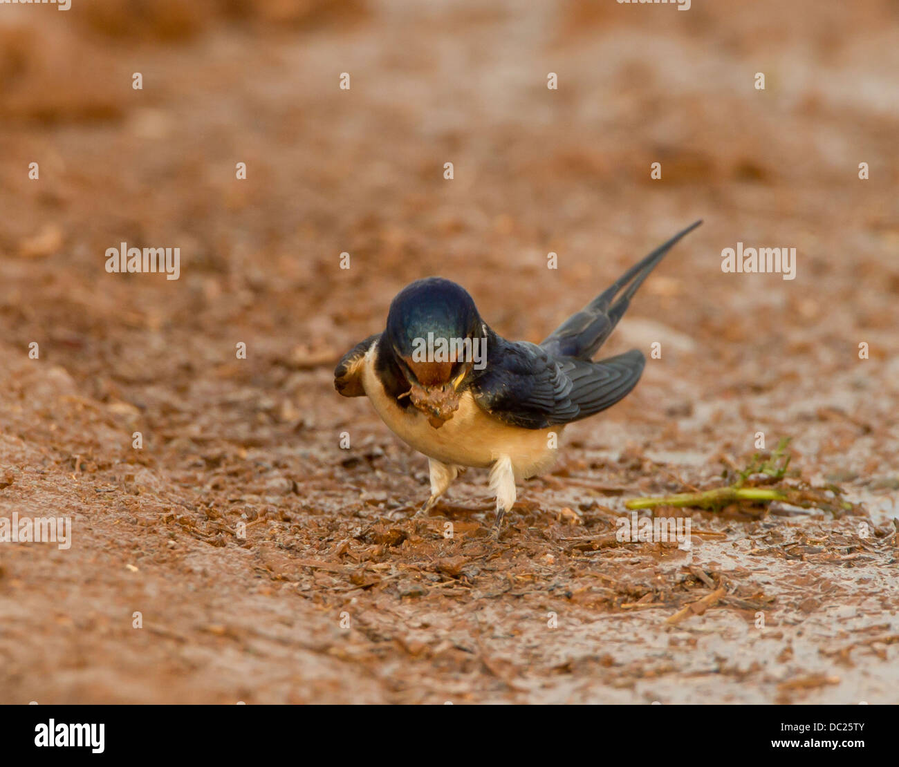 Hirondelle rustique Hirundo rustica de la boue pour la construction du — free download