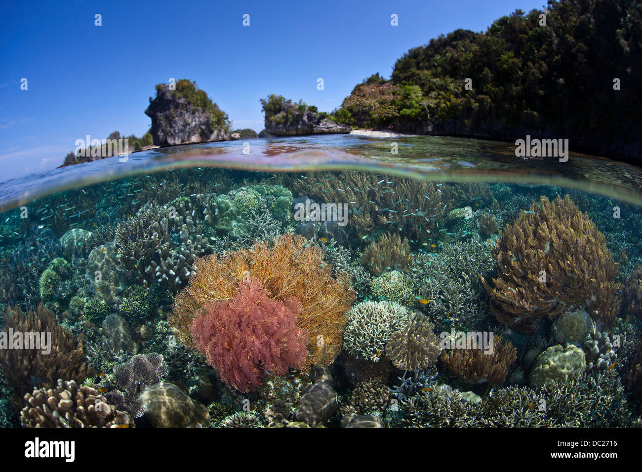 Haut récif riche d'espèces, de Misool, Papouasie occidentale, en Indonésie Banque D'Images