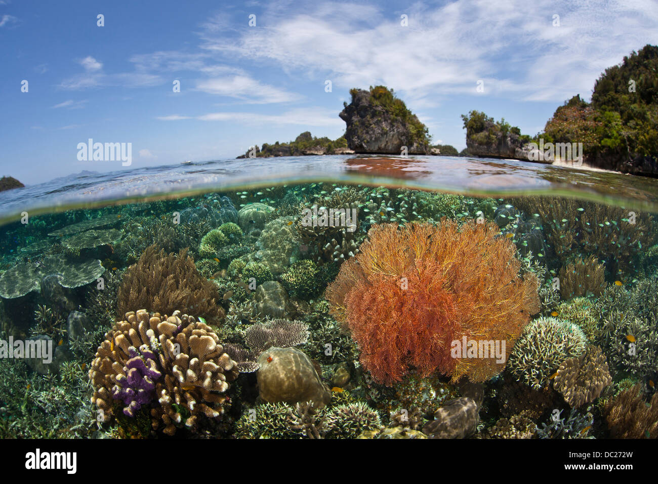Haut récif riche d'espèces, de Misool, Papouasie occidentale, en Indonésie Banque D'Images
