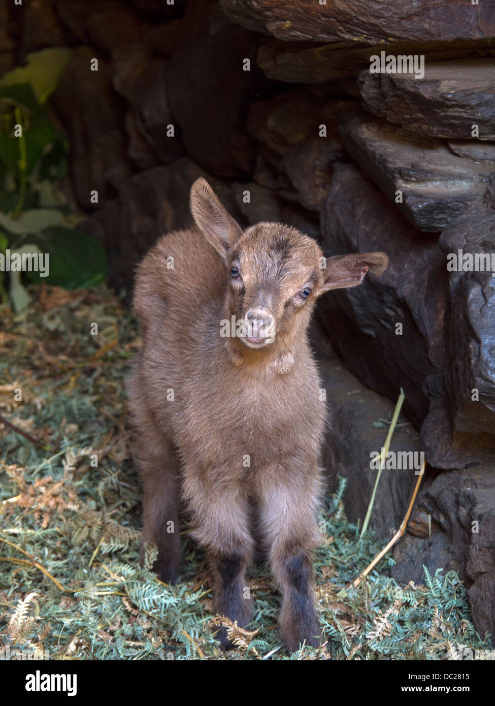 Goatling chèvre bébé marron Banque D'Images