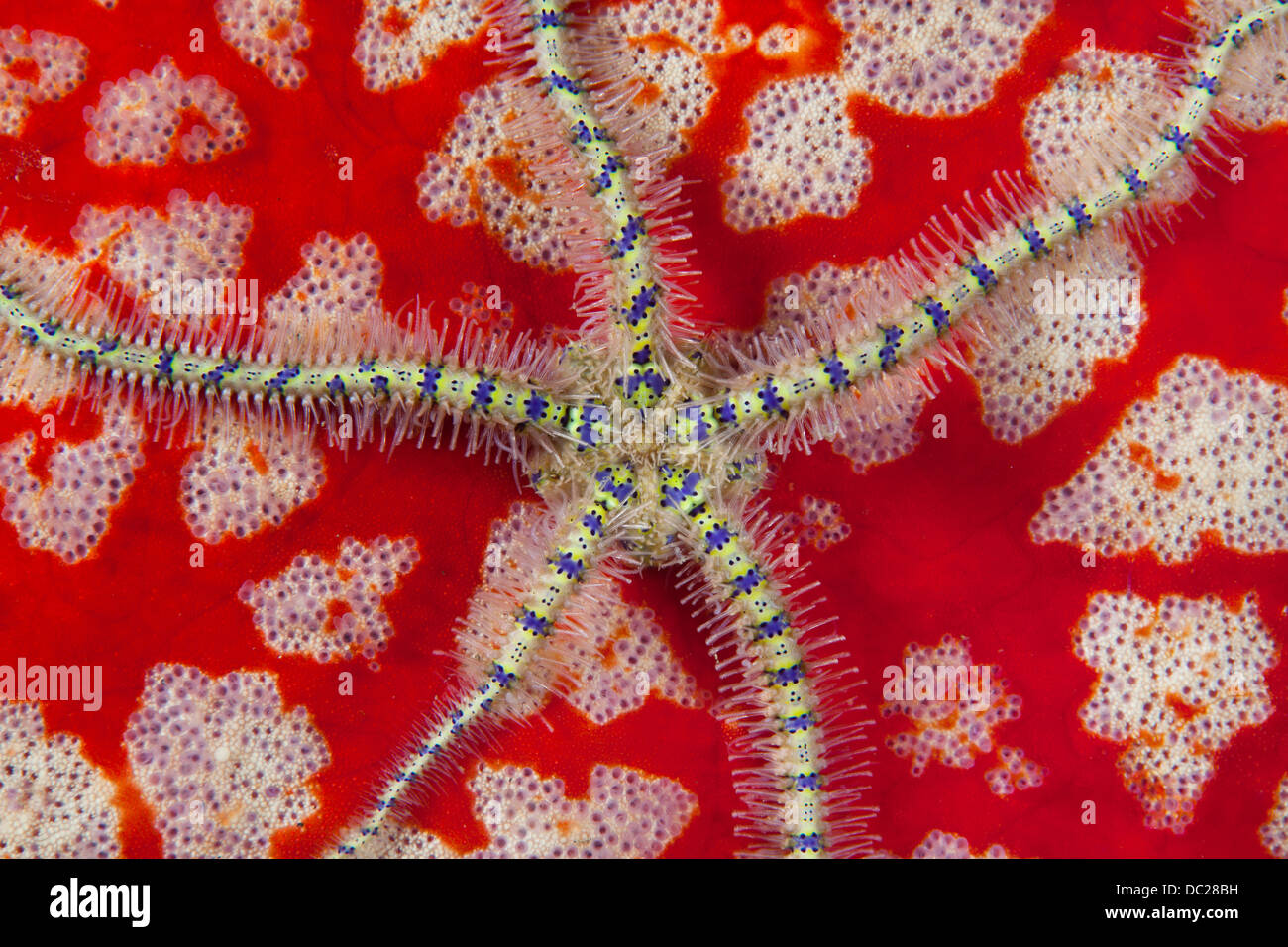 Brittlestar sur Pincushion Starfish, Ophiothrix sp., le Détroit de Lembeh, au nord de Sulawesi, Indonésie Banque D'Images