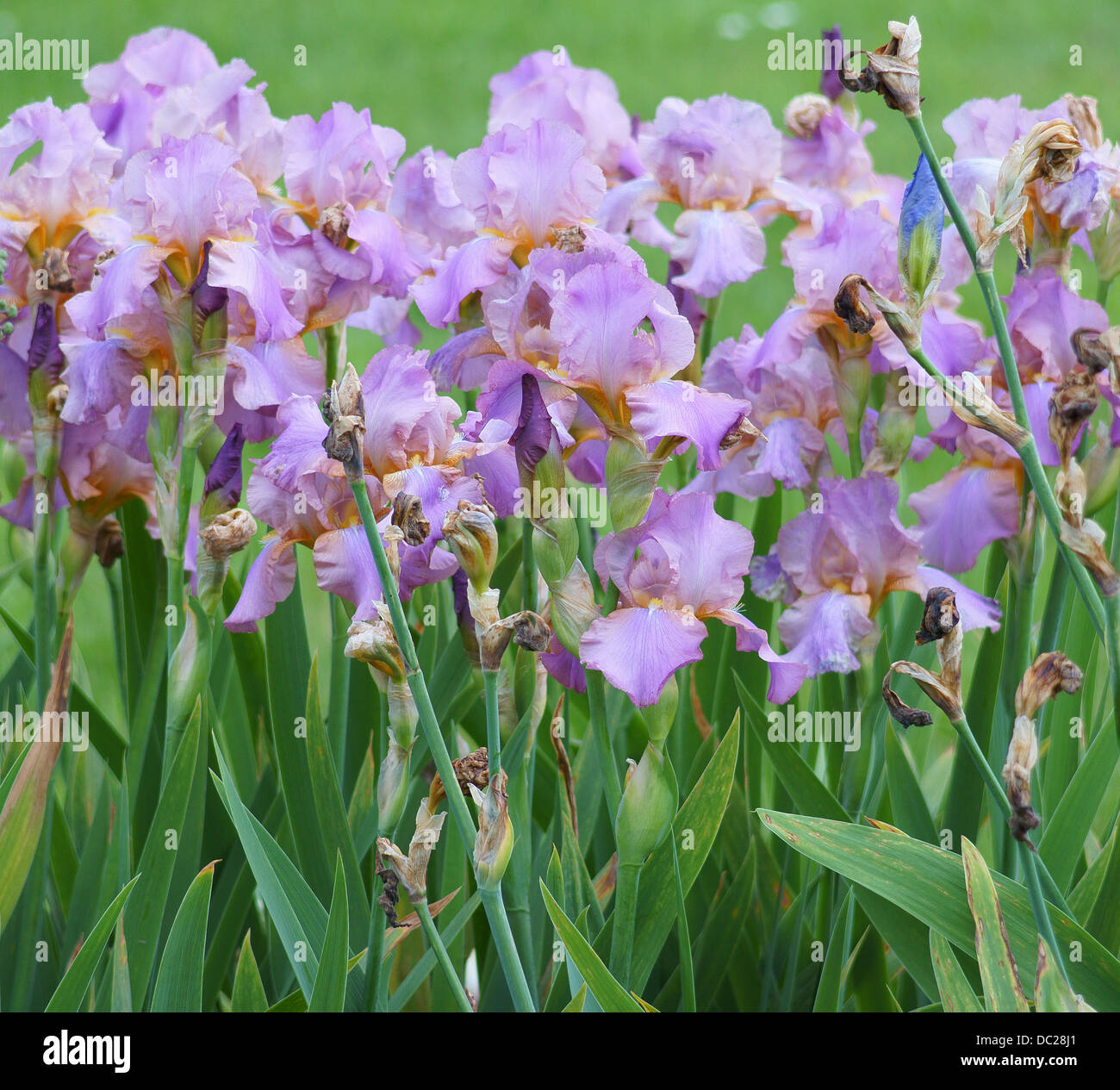 Pourpre violet pâle fleur fleurs iris Banque D'Images