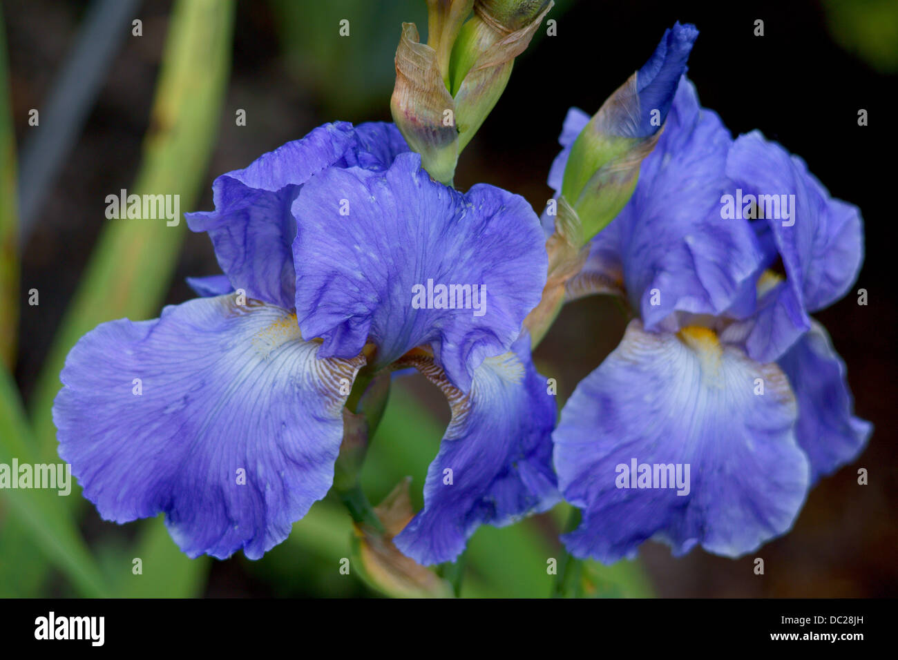 Deux iris bleu fleur fleurs Banque D'Images