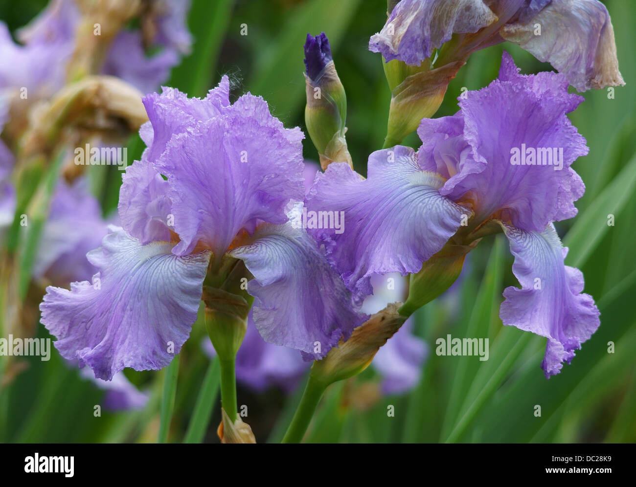 Deux iris violet fleur fleurs Banque D'Images