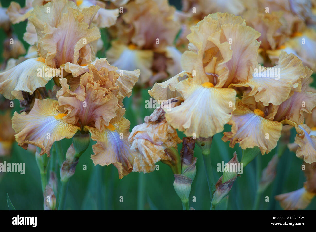 Iris brun pâle fleur fleurs Banque D'Images