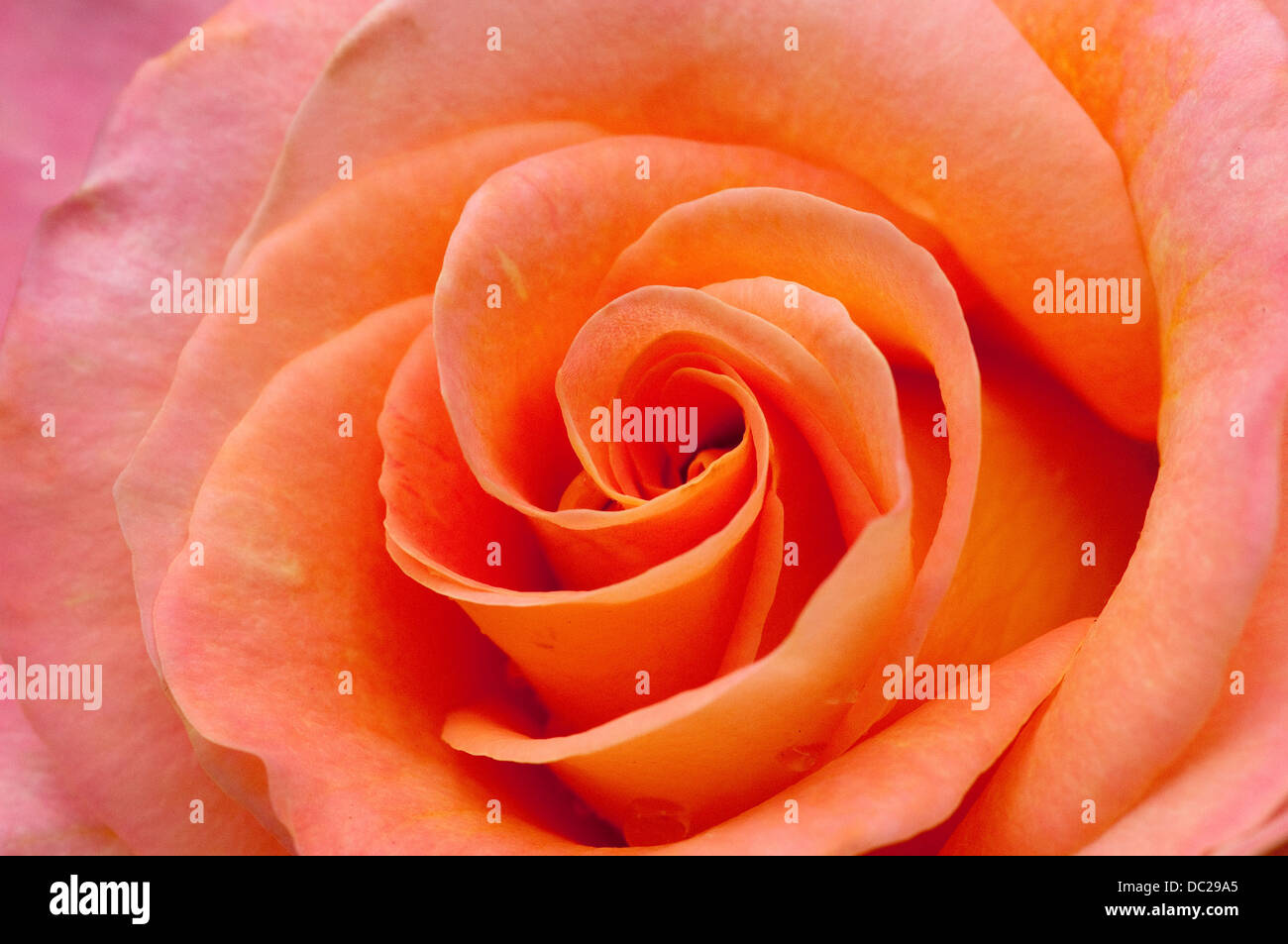 Rose Orange close-up. Banque D'Images