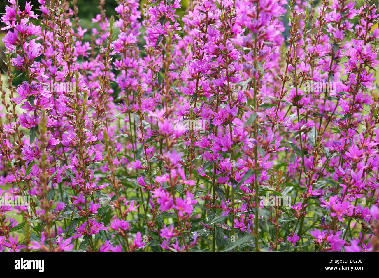 Losestrife fleurs pourpre Lythrum virgatum 'Dropmore Purple' Banque D'Images