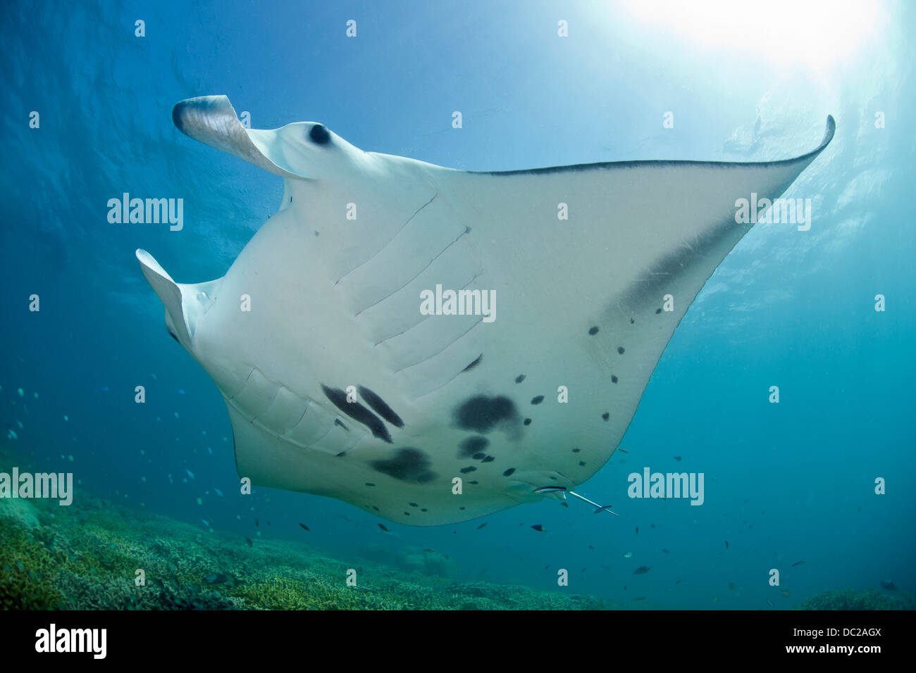 Raie Manta, Manta alfredi, Micronésie, Yap Banque D'Images