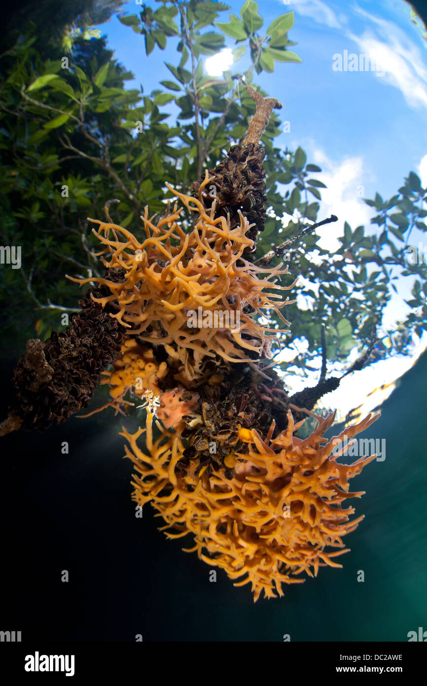 De plus en plus d'éponges dans les Mangroves, spongiaire, Micronésie, Palau Banque D'Images