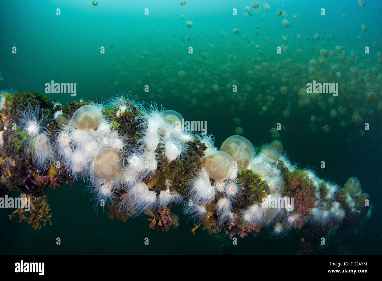 Les anémones endémiques se nourrissent de méduses Mastigias, Entacmaea, medusivora etpisonii Mastigias papua, Micronésie, Palau Banque D'Images