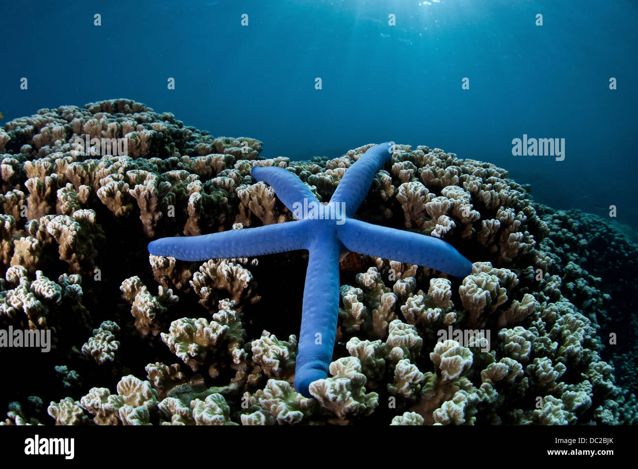 Seastar bleu sur les récifs coralliens, Linckia laevigata, Micronésie, Palau Banque D'Images