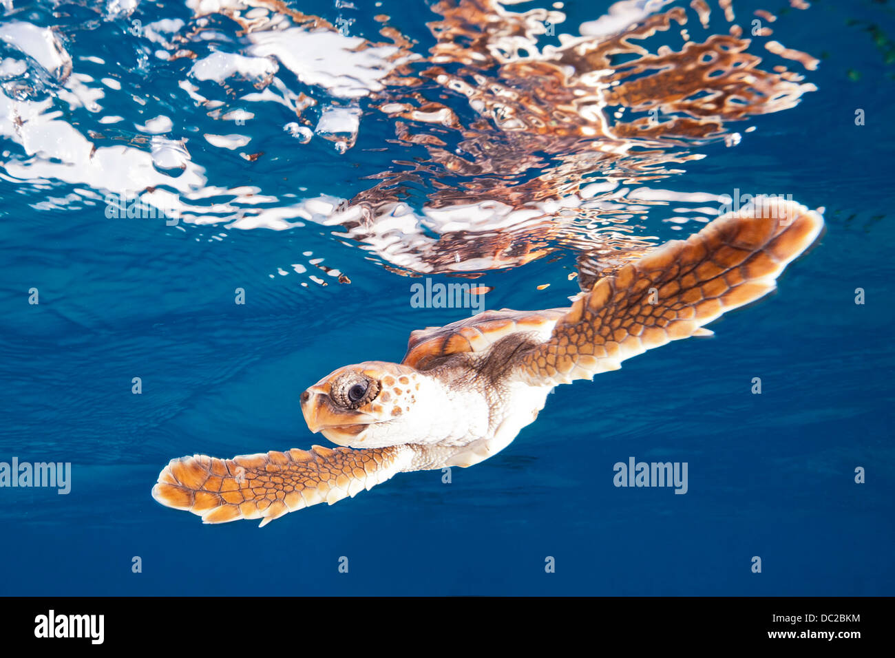 La tortue caouanne, Caretta caretta, la mer des Caraïbes, Bahamas Banque D'Images