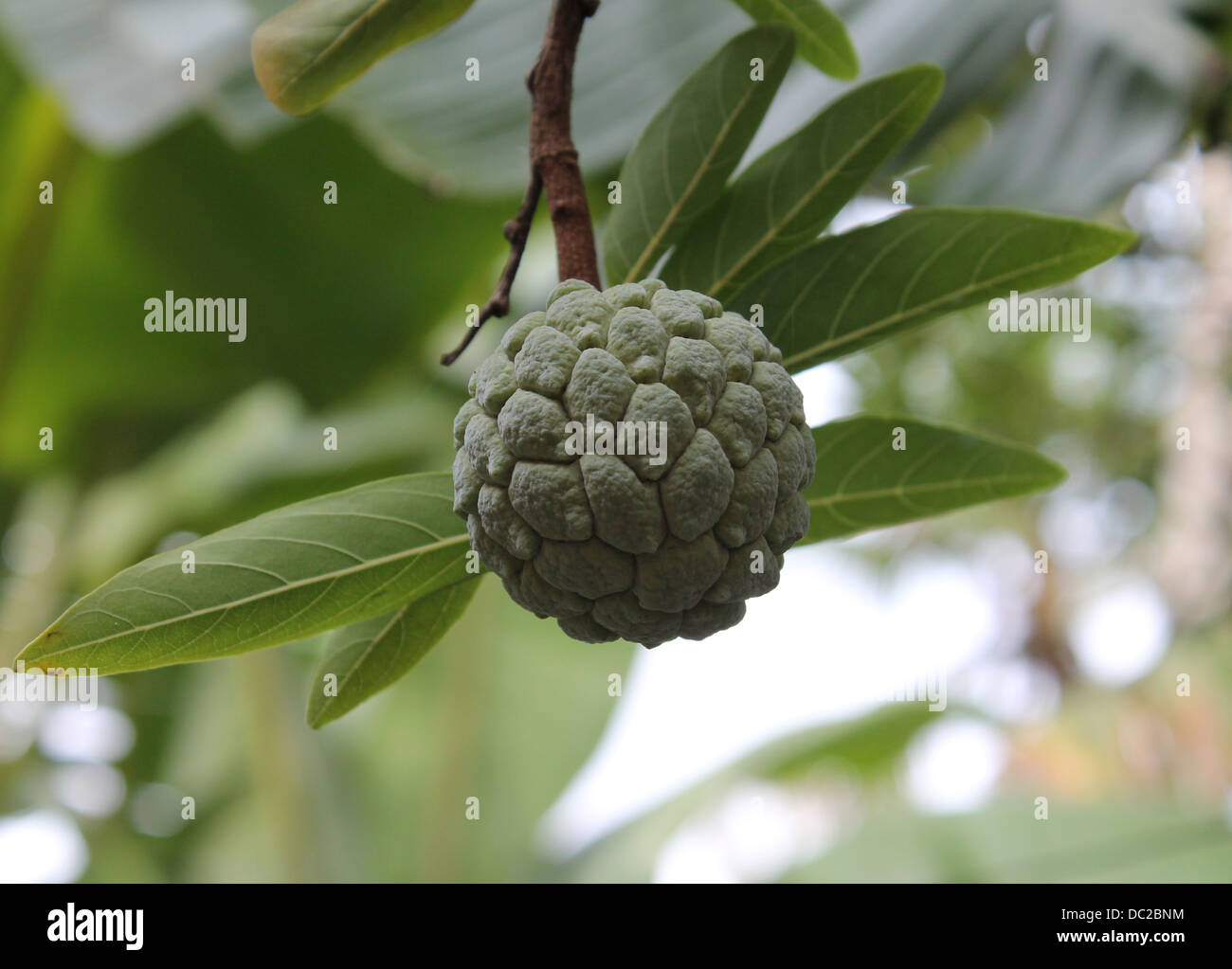 Annona squamosa Banque D'Images