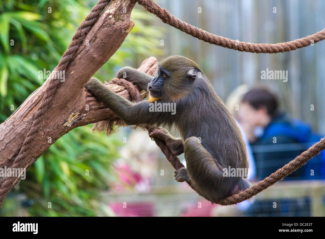 Un singe Mandrill (Mandrillus sphinx) assis dans un arbre avec une corde en captivité dans le parc d'animaux sauvages des lacs du Sud. Banque D'Images