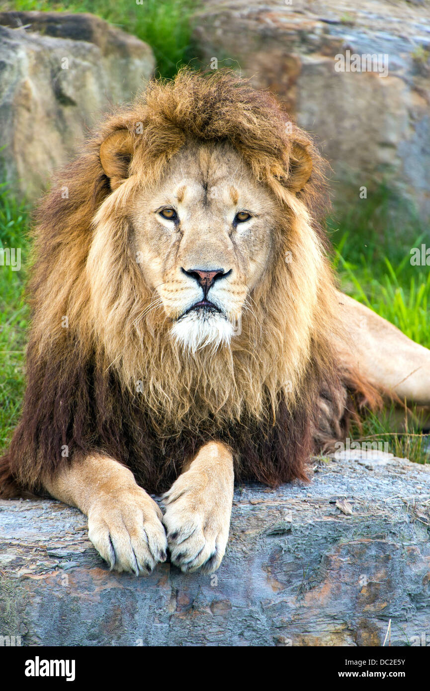 Lion au repos Banque D'Images