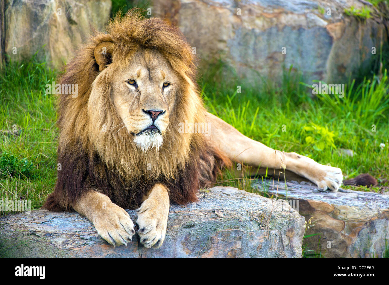 Lion au repos Banque D'Images