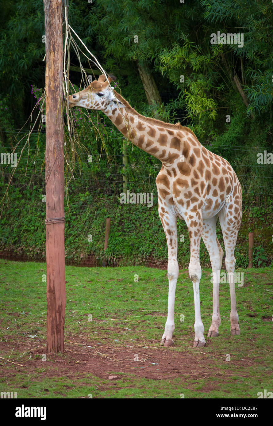 Girafe manger au parc d'animaux sauvages des lacs du Sud dans la région de Dalton de Furness, Cumbria Banque D'Images
