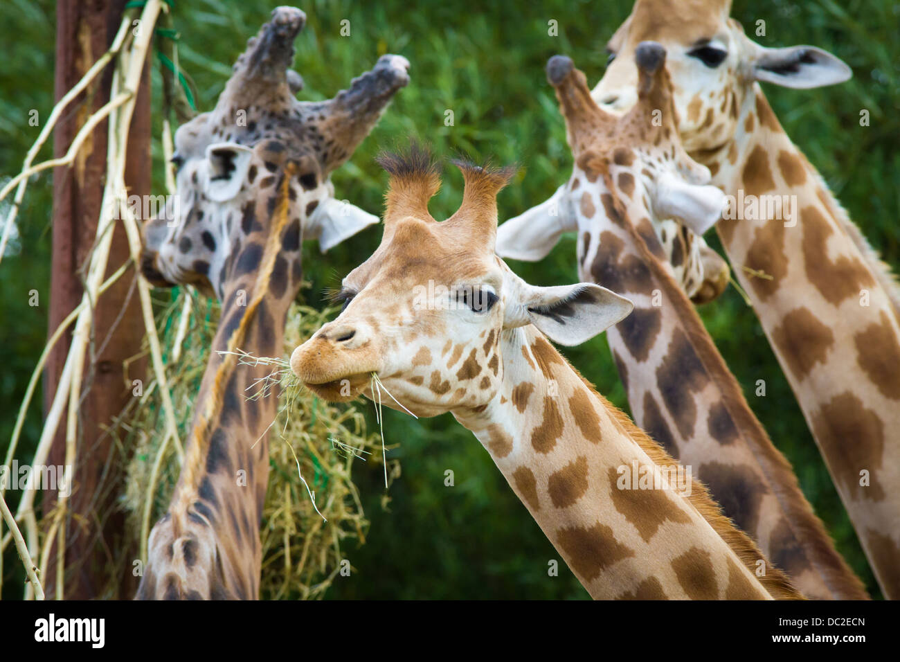 Les Girafes de manger au parc d'animaux sauvages des lacs du Sud dans la région de Dalton de Furness, Cumbria. Banque D'Images