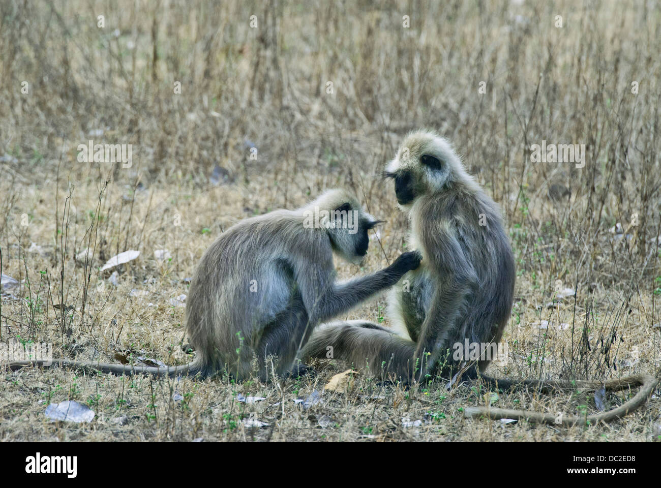 Les singes Langur à face noire engagés dans le toilettage social dans Bandhavgarh National Park, Inde Banque D'Images