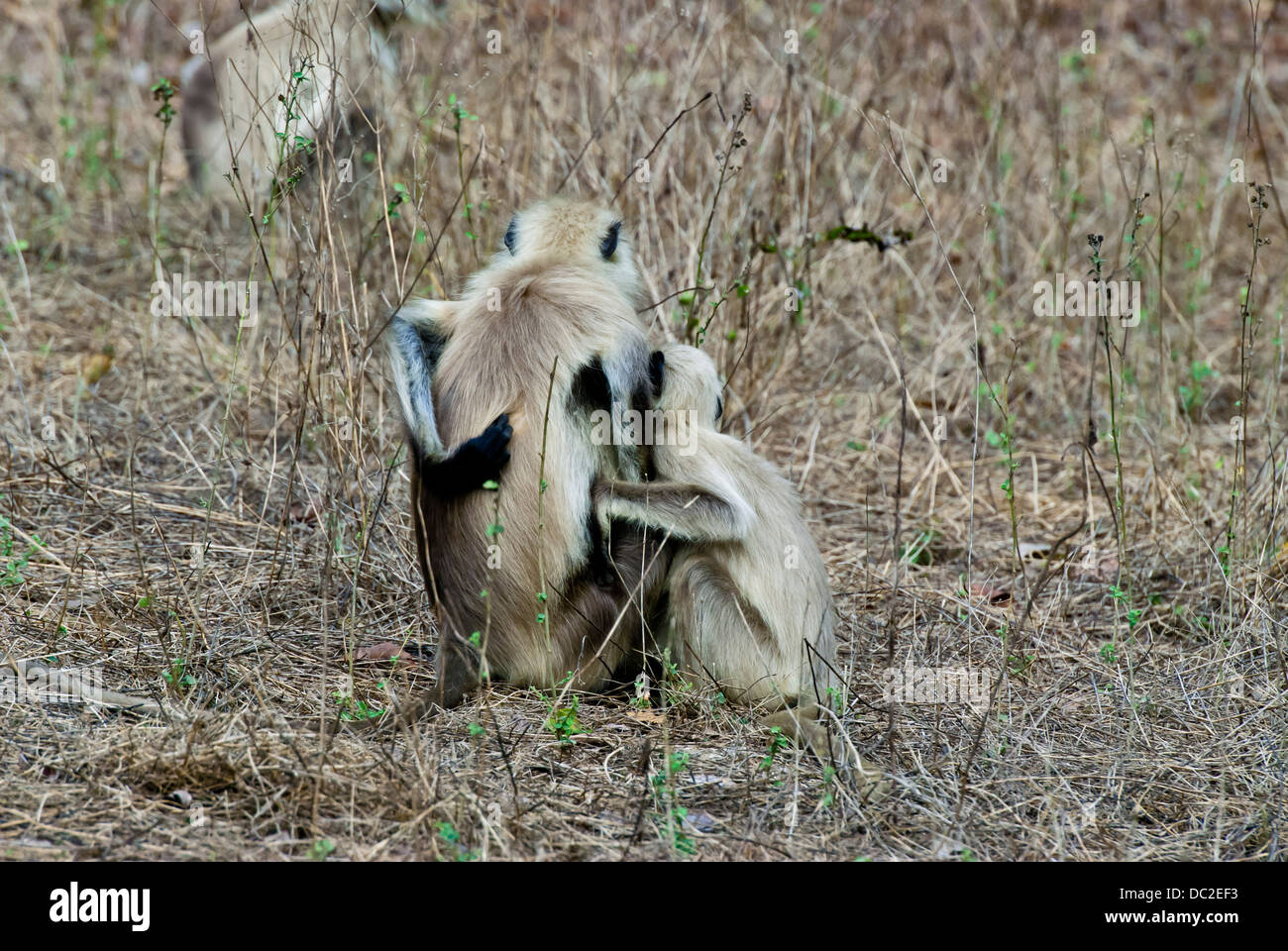 Black-faced Langur monkey la mère et l'enfant dans le parc national de l'Inde Bandhavgarth Banque D'Images