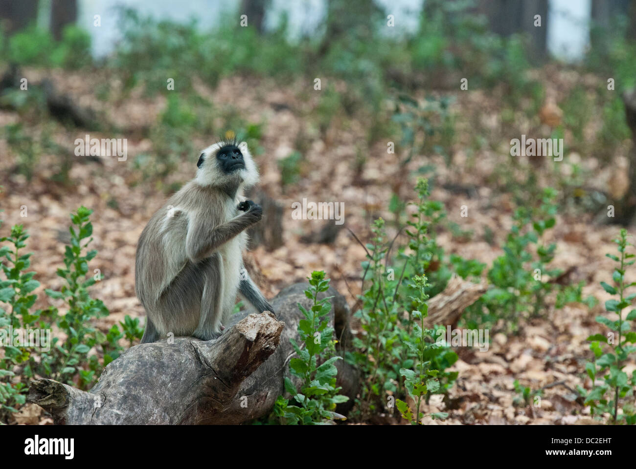 Black-faced Langur monkey sitting on a log dans Bandhavgarh National Park, Inde Banque D'Images
