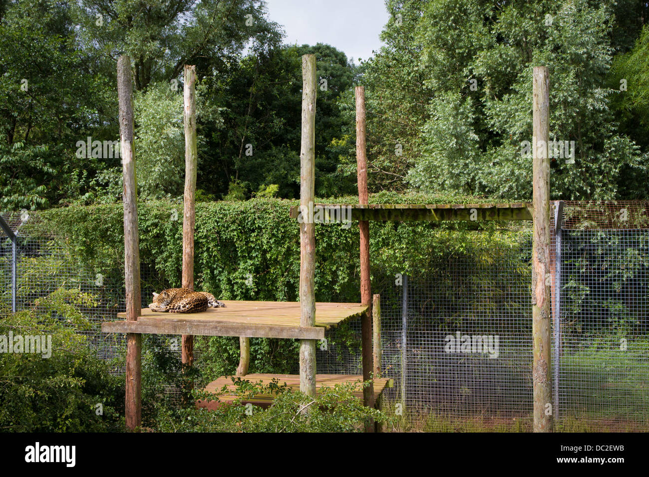 L'Amur Tiger endormi dans son enceinte en captivité dans le parc d'animaux sauvages des lacs du Sud, Cumbria. Banque D'Images