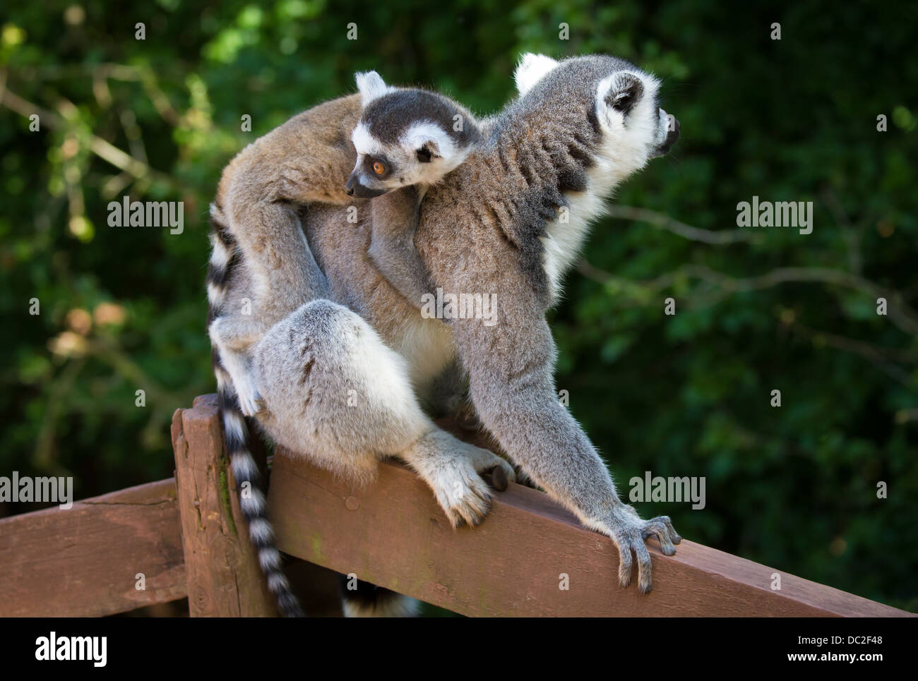 Untitled Document Un Anneau (Lemur catta) porté par sa mère. Banque D'Images