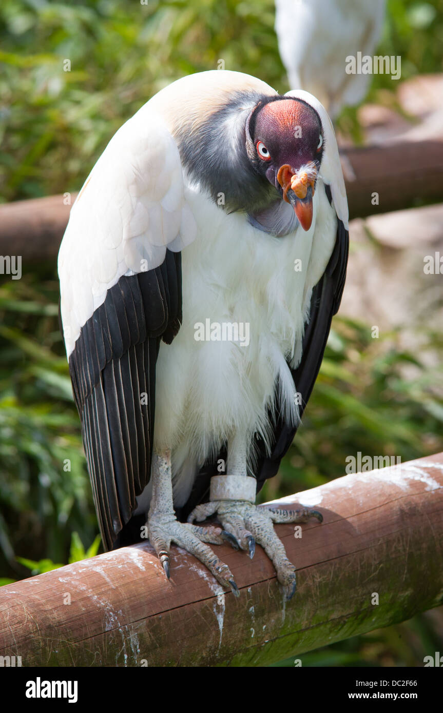 Un vautour pape (Sarcoramphus papa) au parc d'animaux sauvages des lacs du sud Banque D'Images