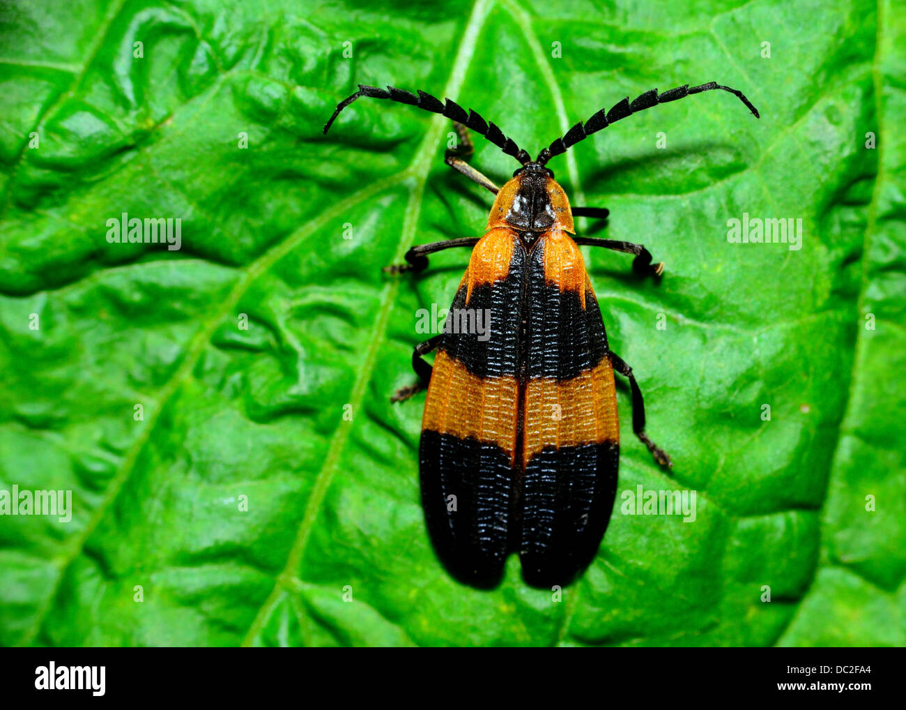 Net-winged Beetle perché sur une feuille verte. Banque D'Images