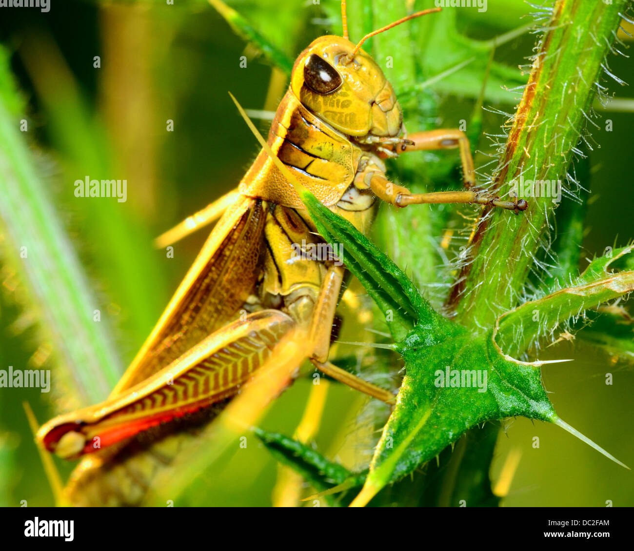 Grasshopper perché sur une tige de la plante verte. Banque D'Images