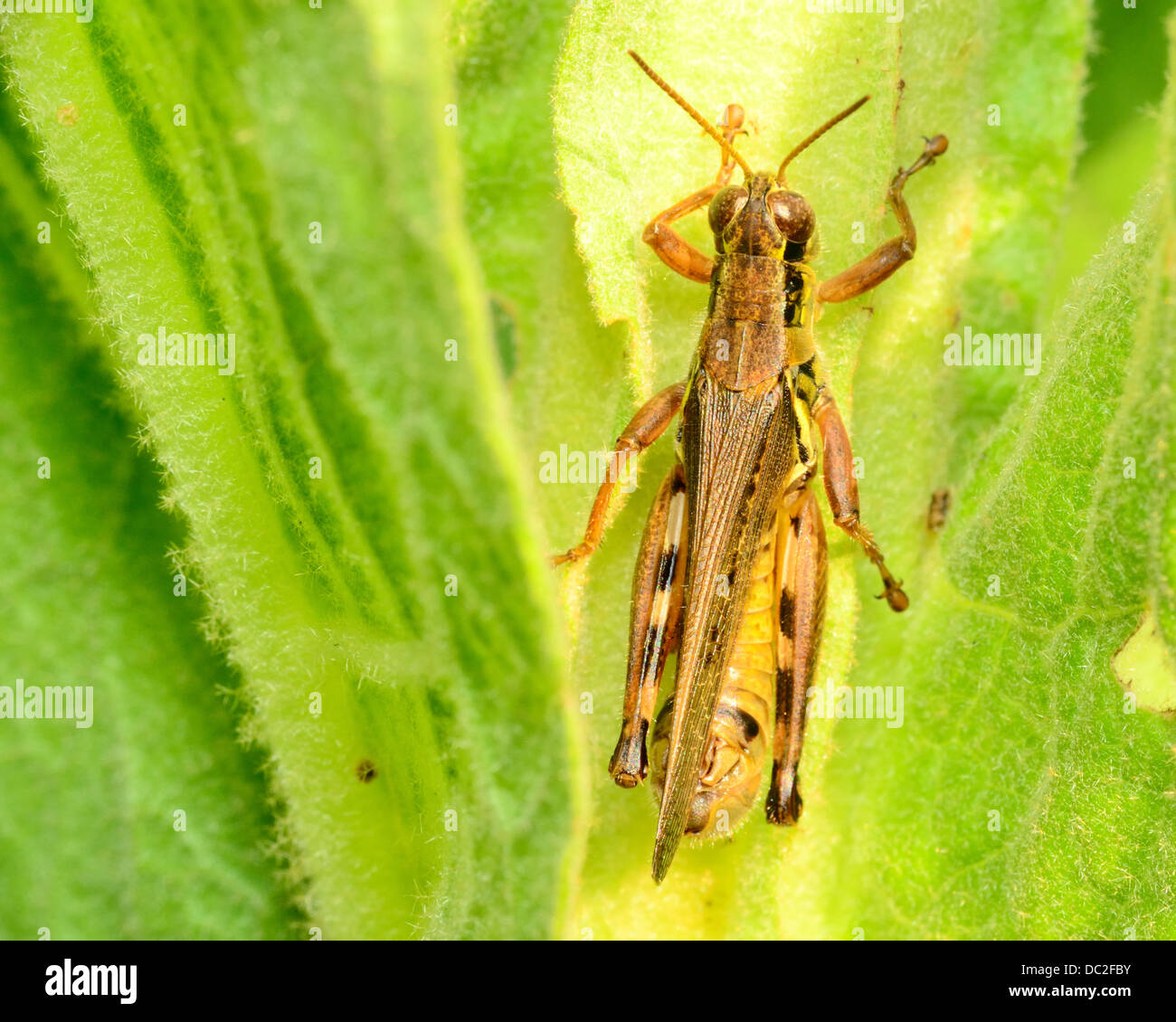 Grasshopper perché sur une tige de la plante verte. Banque D'Images