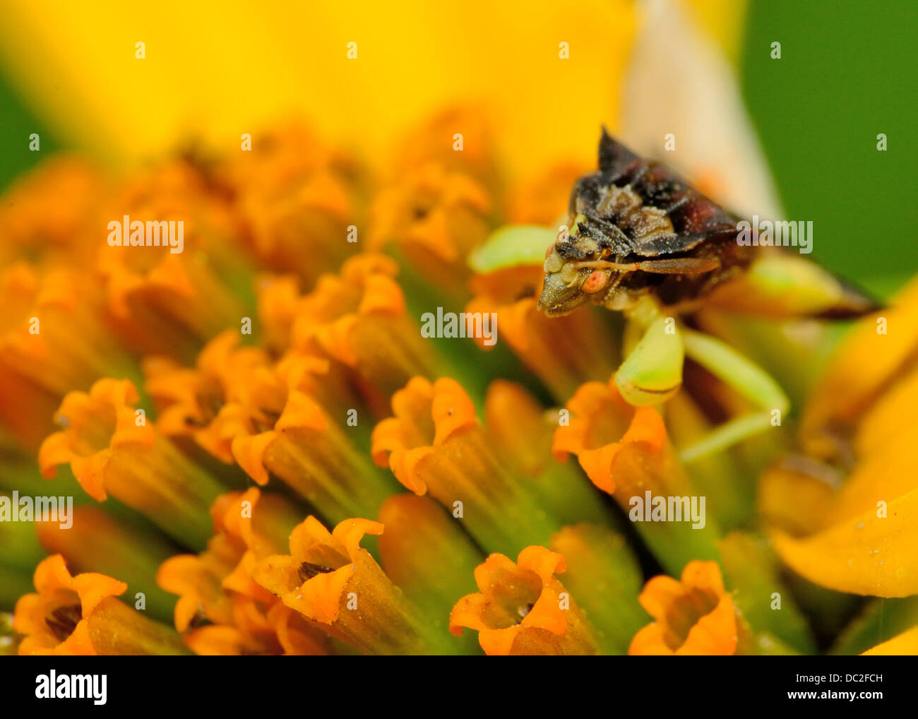 Une embuscade Bug perché sur un pétale de fleur. Banque D'Images