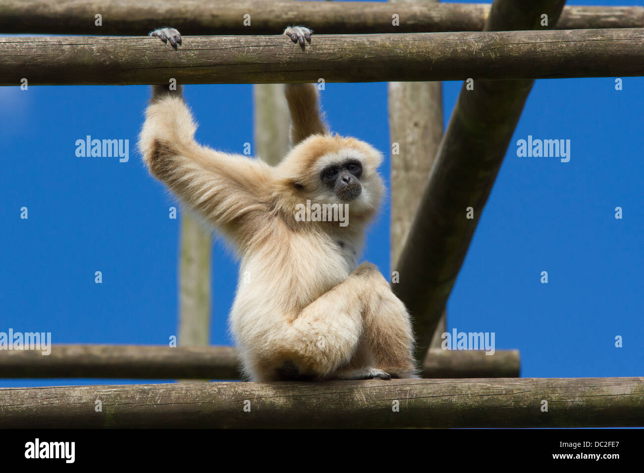 White remis Gibbon ou Gibbons escalade à South Lakes Wild Animal Park Banque D'Images