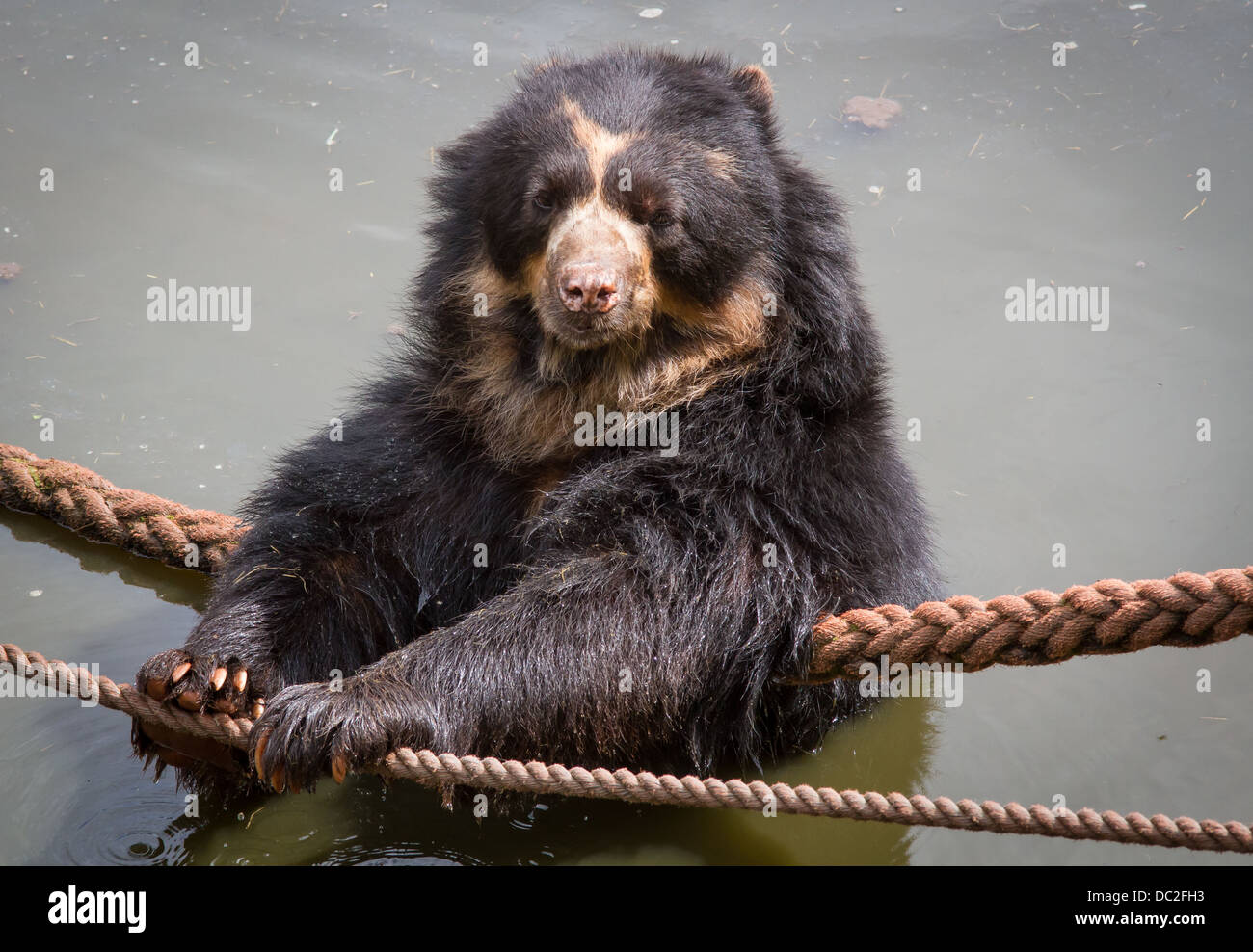 L'Ours andin ou ours à lunettes les baignades dans les lacs du Sud Wild Animal Park Banque D'Images
