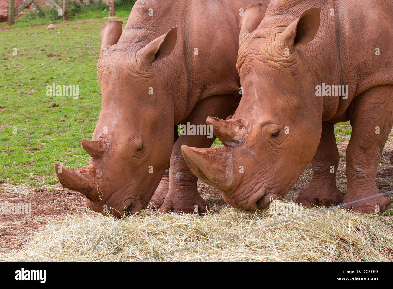 Rhinocéros blancs manger au parc d'animaux sauvages des lacs du Sud Banque D'Images