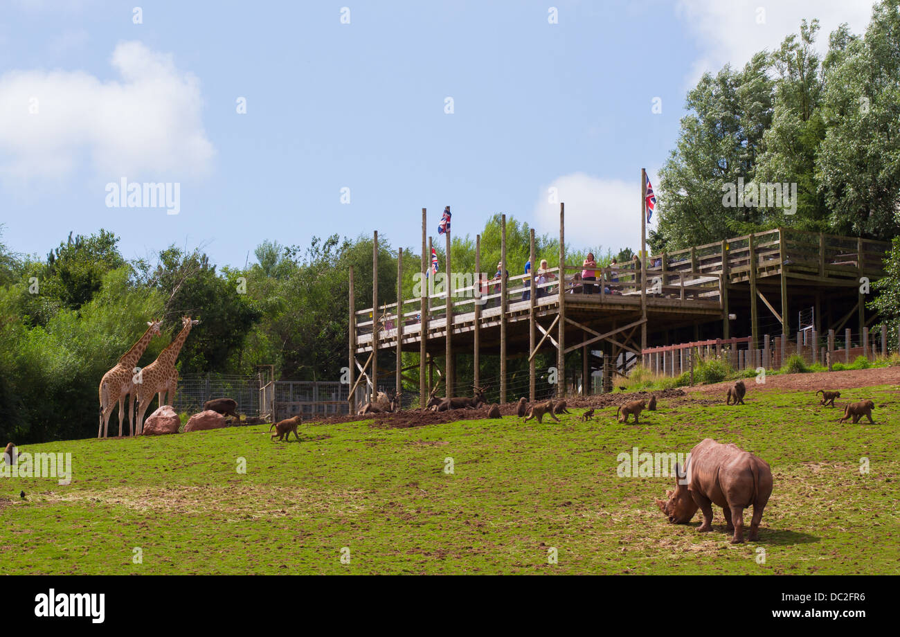 Les Girafes dans l'enclos au parc d'animaux sauvages des lacs du Sud avec plateformes d'observation pour les invités Banque D'Images