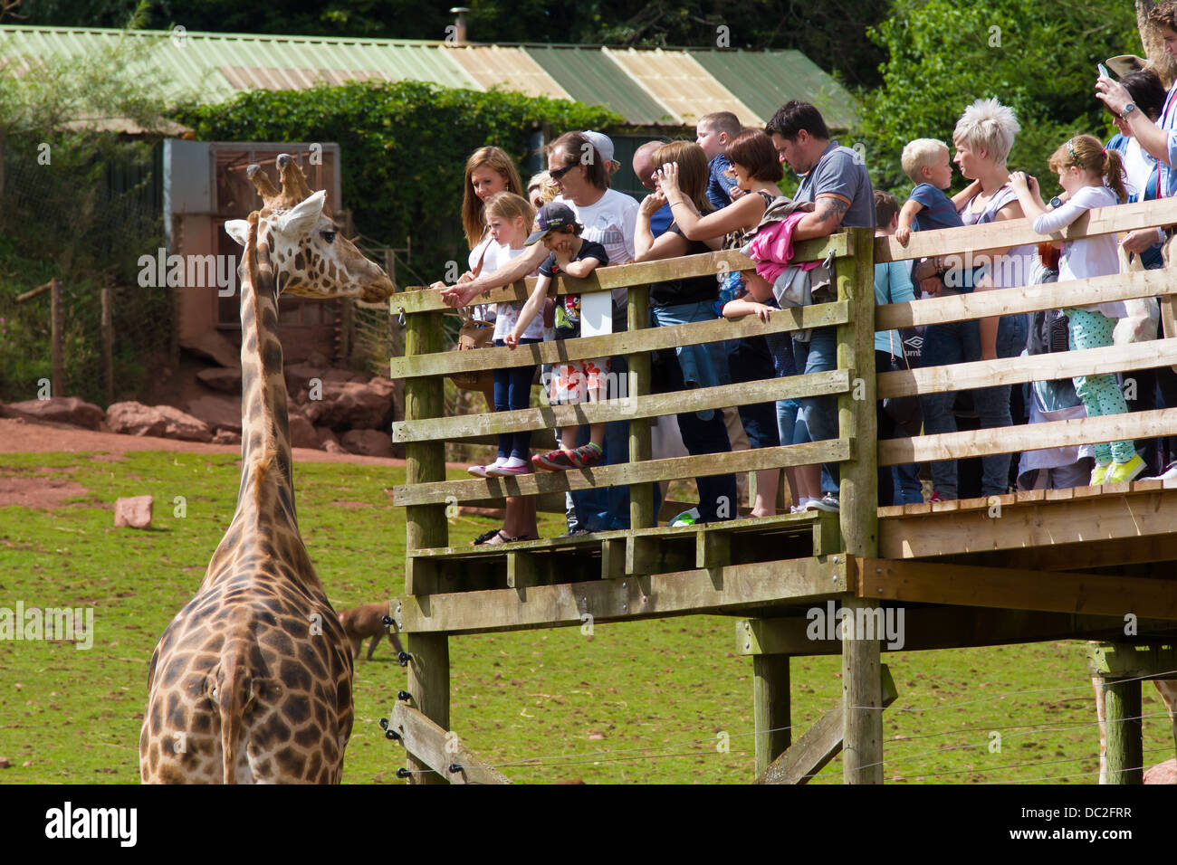 Les visiteurs à regarder les girafes dans l'enclos au parc d'animaux sauvages des lacs du Sud Banque D'Images