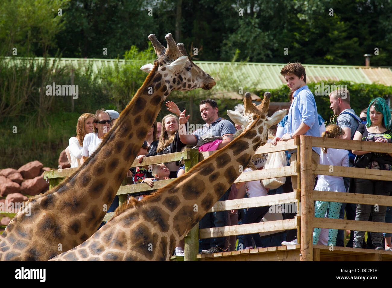 Les visiteurs à regarder les girafes dans l'enclos au parc d'animaux sauvages des lacs du Sud Banque D'Images