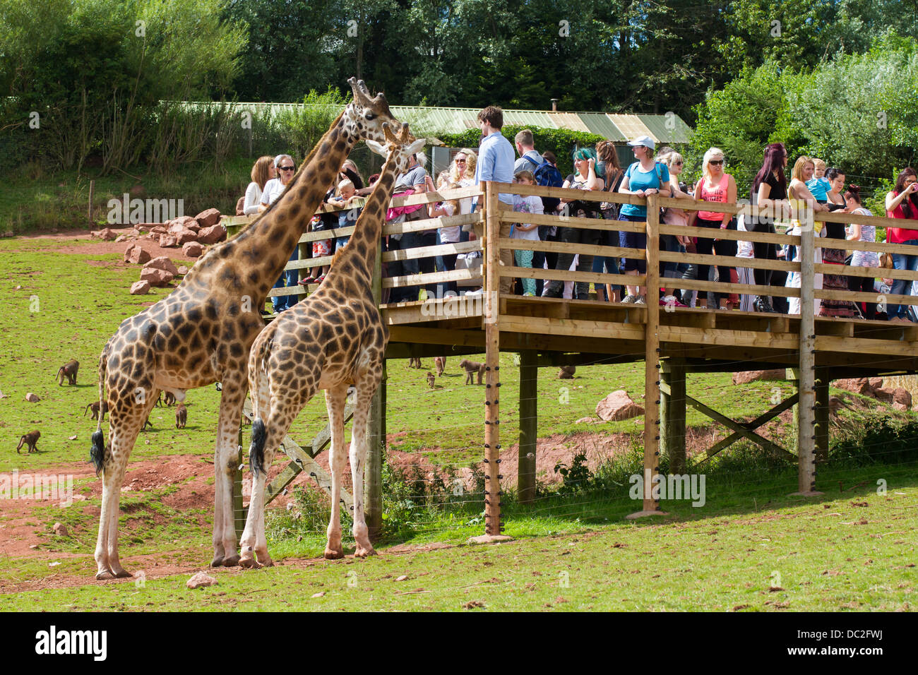 Les visiteurs à regarder les girafes dans l'enclos au parc d'animaux sauvages des lacs du Sud Banque D'Images