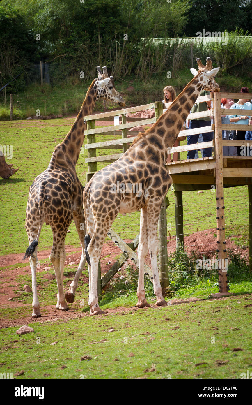 Les visiteurs à regarder les girafes dans l'enclos au parc d'animaux sauvages des lacs du Sud Banque D'Images