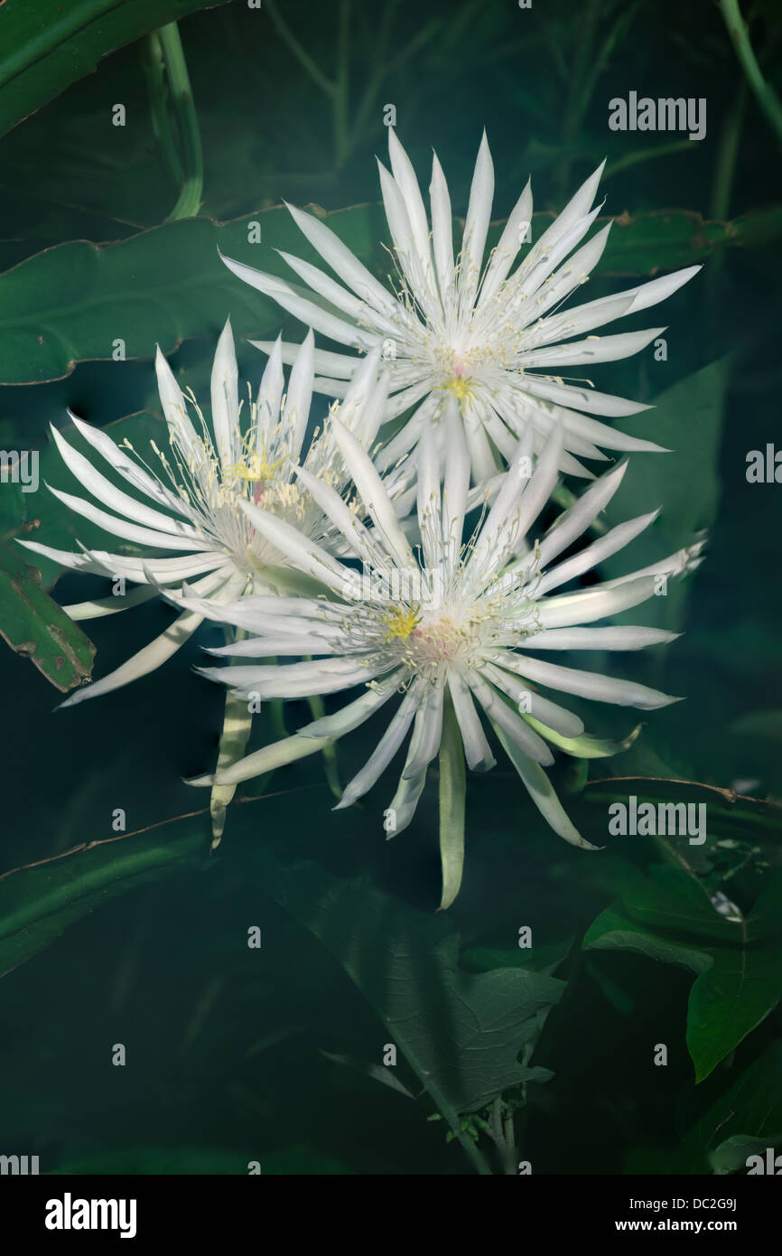 Night-Blooming Cereus Banque D'Images