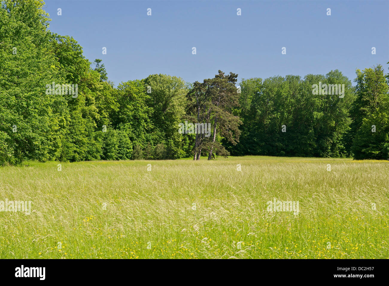Prairie à la lisière de la forêt, parc du château de Champs-sur-Marne, Seine-et-Marne, France. Banque D'Images