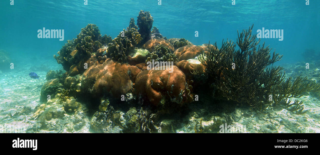Panorama sous-marine dans la santé des récifs de corail Banque D'Images
