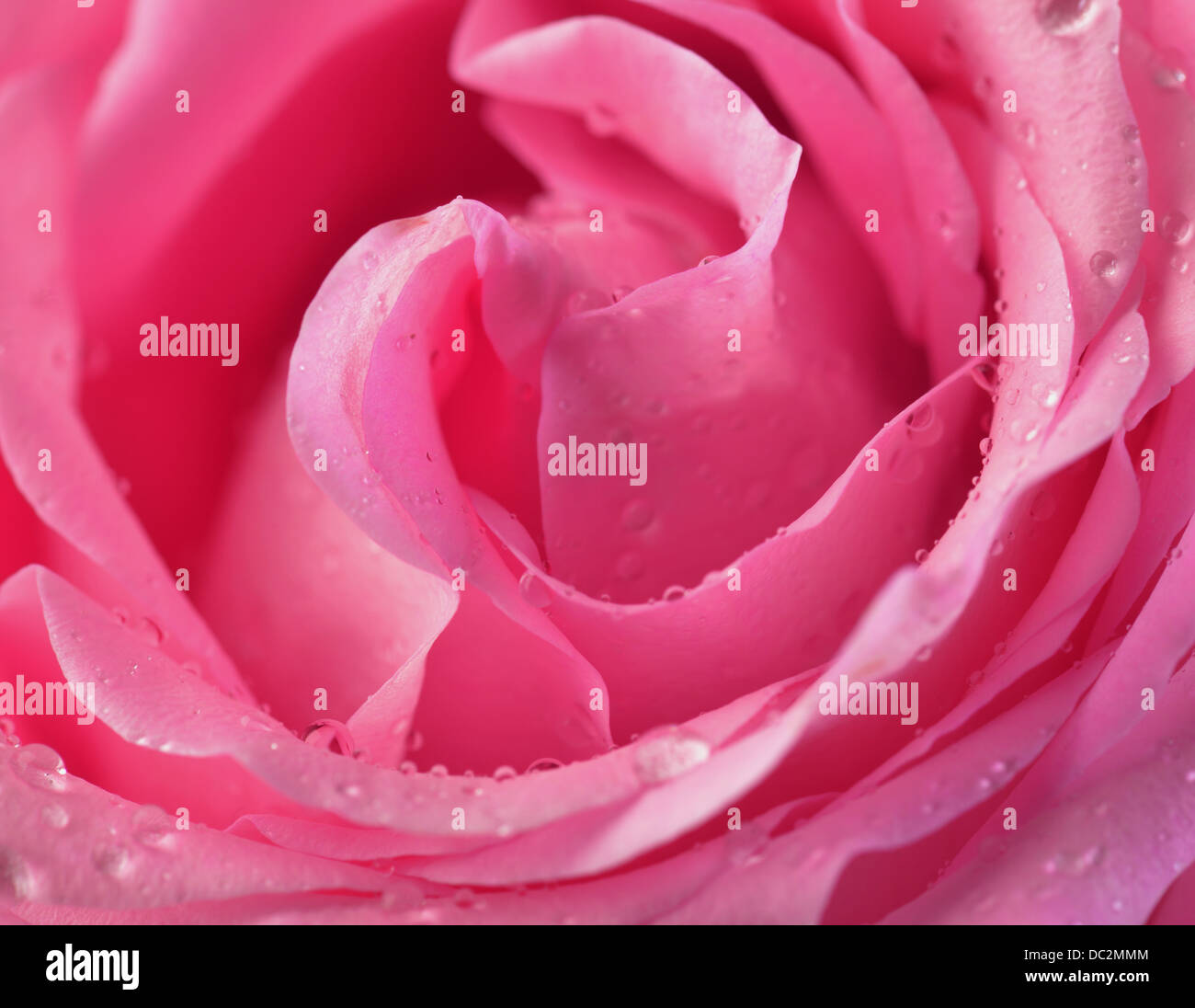 Bouton de rose rose macro avec les gouttes d'eau Banque D'Images