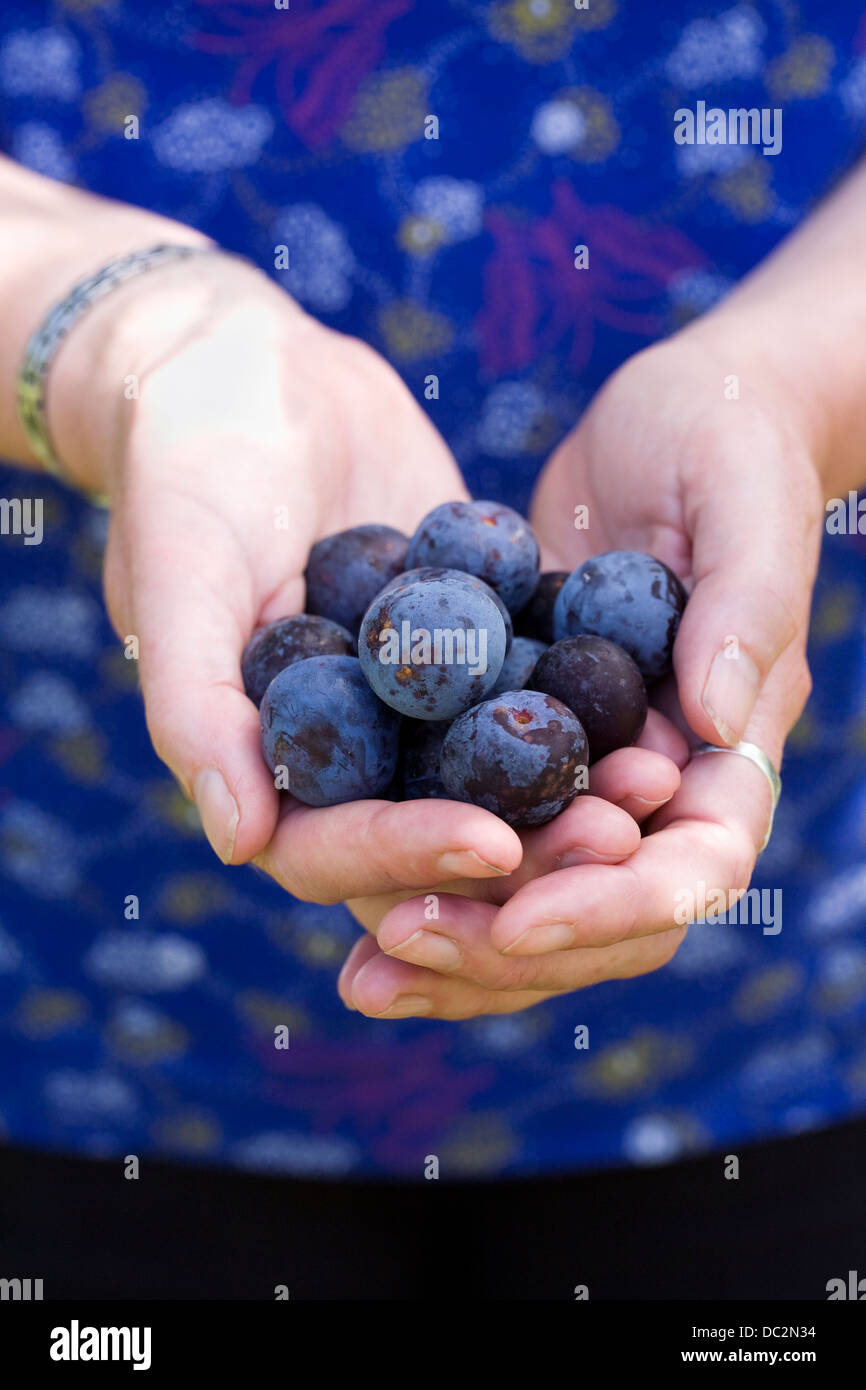 Prunus domestica. Les prunes quetsche rassemblement du verger. Banque D'Images