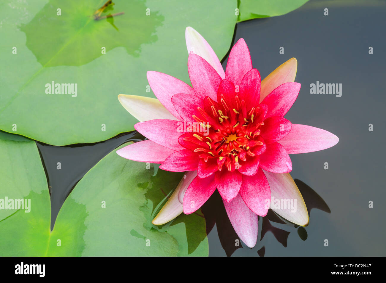 Fleurs de lis d'eau rouge dans un étang Banque D'Images